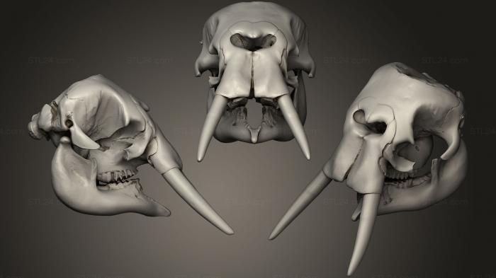 Анатомия скелеты и черепа (Черепа животных 0214, ANTM_0241) 3D модель для ЧПУ станка